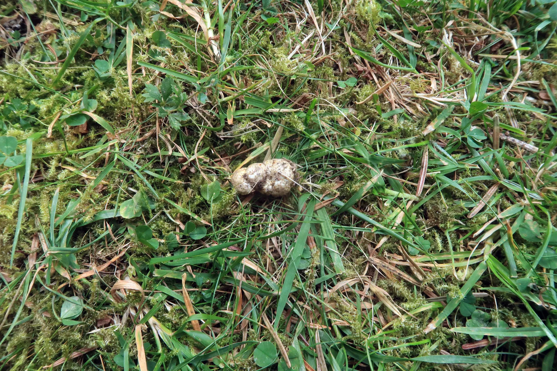 Leucogaster nudus - 1 - IMG_8802